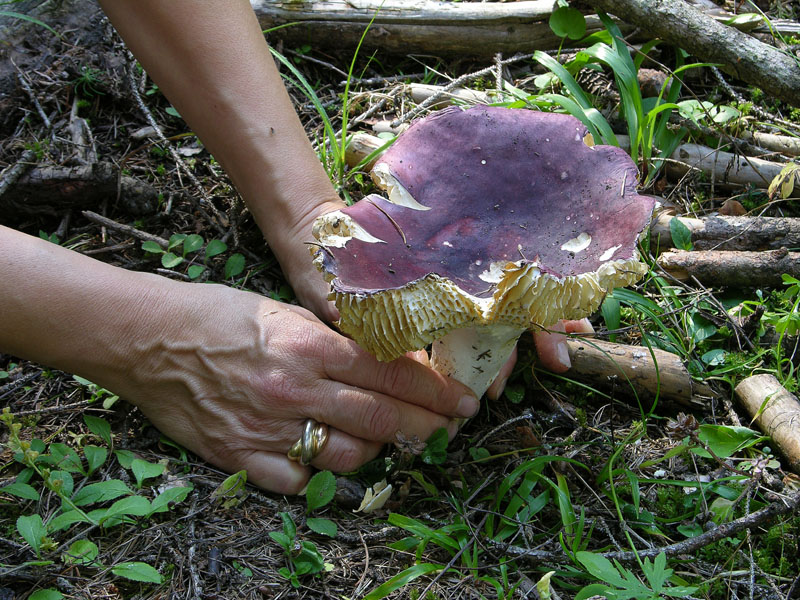 Ecco i funghi.....finalmente.